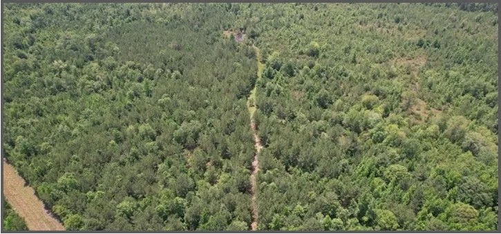 80 Acres in Clarke County in Pachuta MS featured image