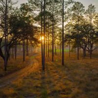 Longleaf images 2
