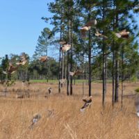 Longleaf images 3
