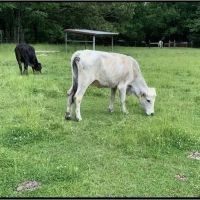 106.8 Acres with a Home in Panola County at 1000 Hawkins Road in Courtland MS images 3
