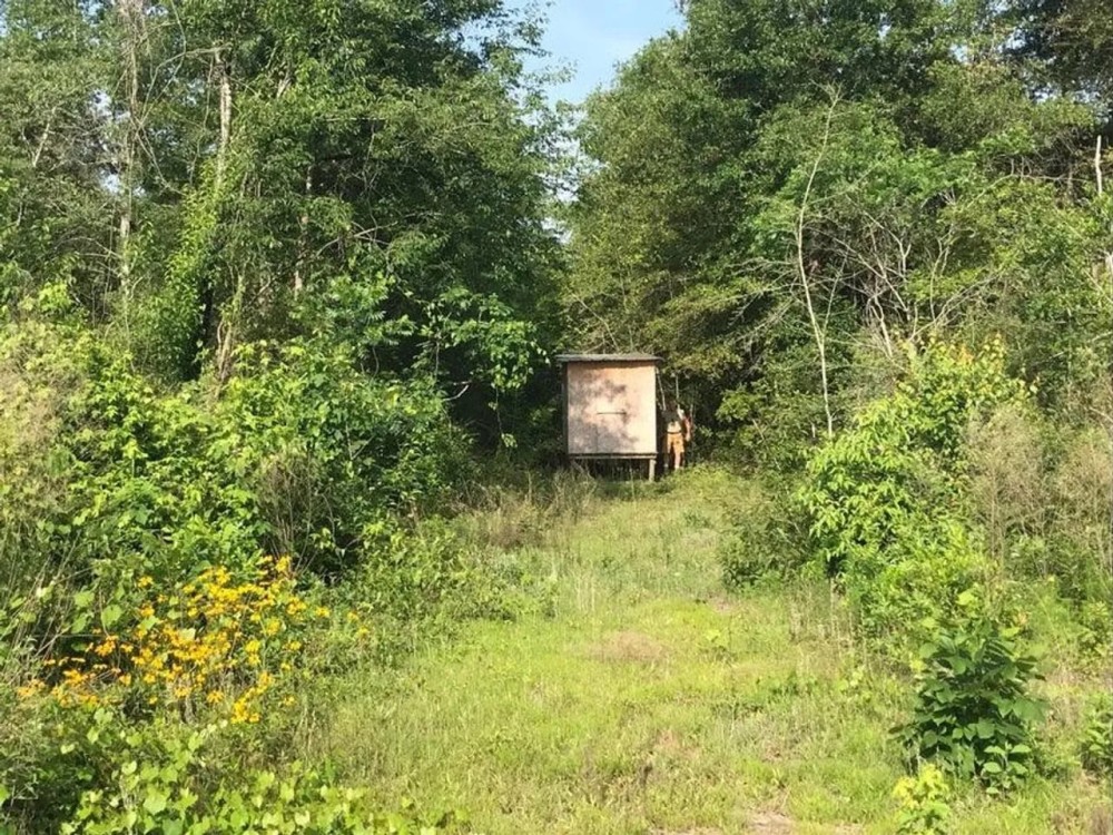 80 Acres Perry County MS Hunting Land for Sale featured image