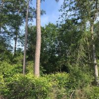 80 Acres Perry County MS Hunting Land for Sale images 2