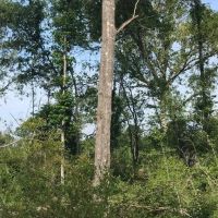 80 Acres Perry County MS Hunting Land for Sale images 4