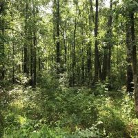 80 Acres Perry County MS Hunting Land for Sale images 5