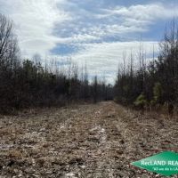 130 ac - Hunting Tract with Utilities Available for a Camp - PRICE REDUCED images 5