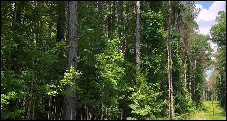 198.4 Acres in Holmes County in Lexington MS featured image