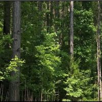 198.4 Acres in Holmes County in Lexington MS