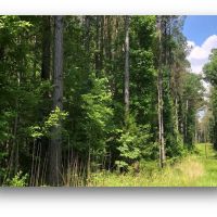 198.4 Acres in Holmes County in Lexington MS images 3