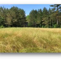 198.4 Acres in Holmes County in Lexington MS images 4