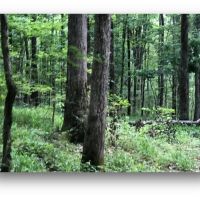 198.4 Acres in Holmes County in Lexington MS images 5