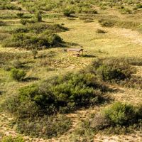 Codorniz Ranch