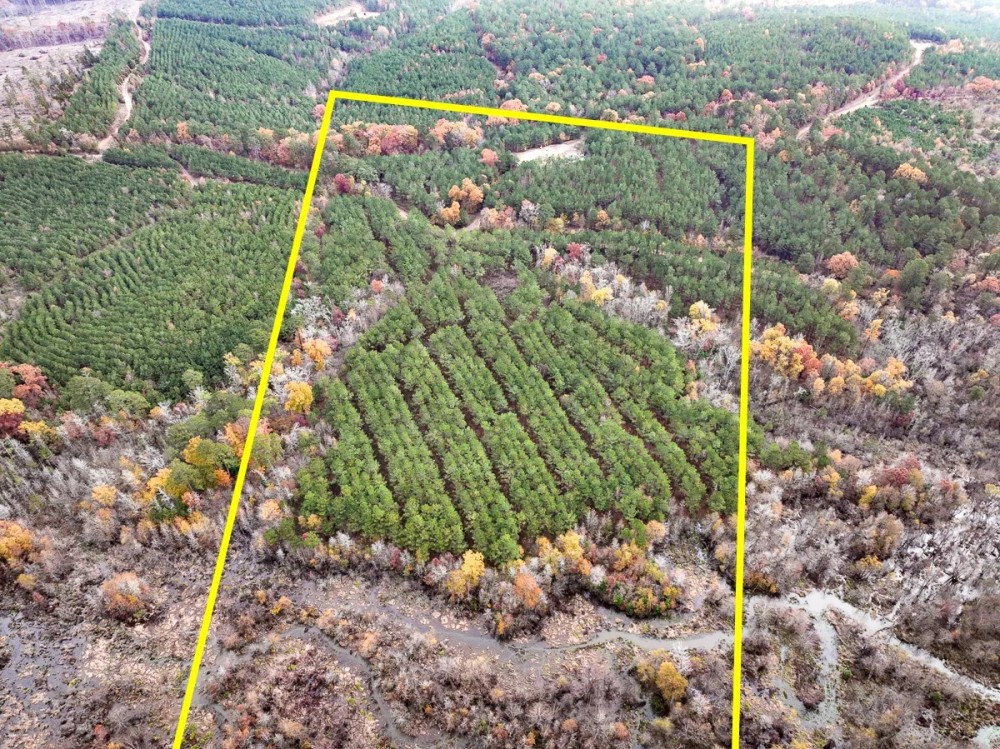 17 Acres County Road 1651 T-2 featured image