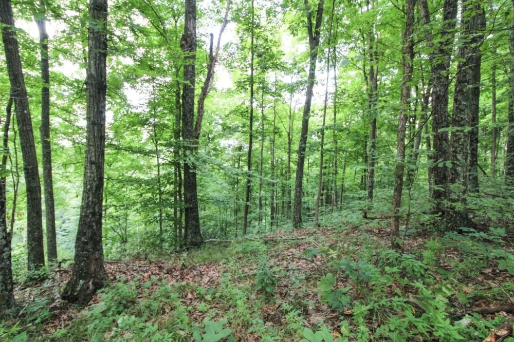 SR 691 - 39 acres - Athens County featured image