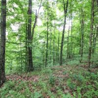 SR 691 - 39 acres - Athens County