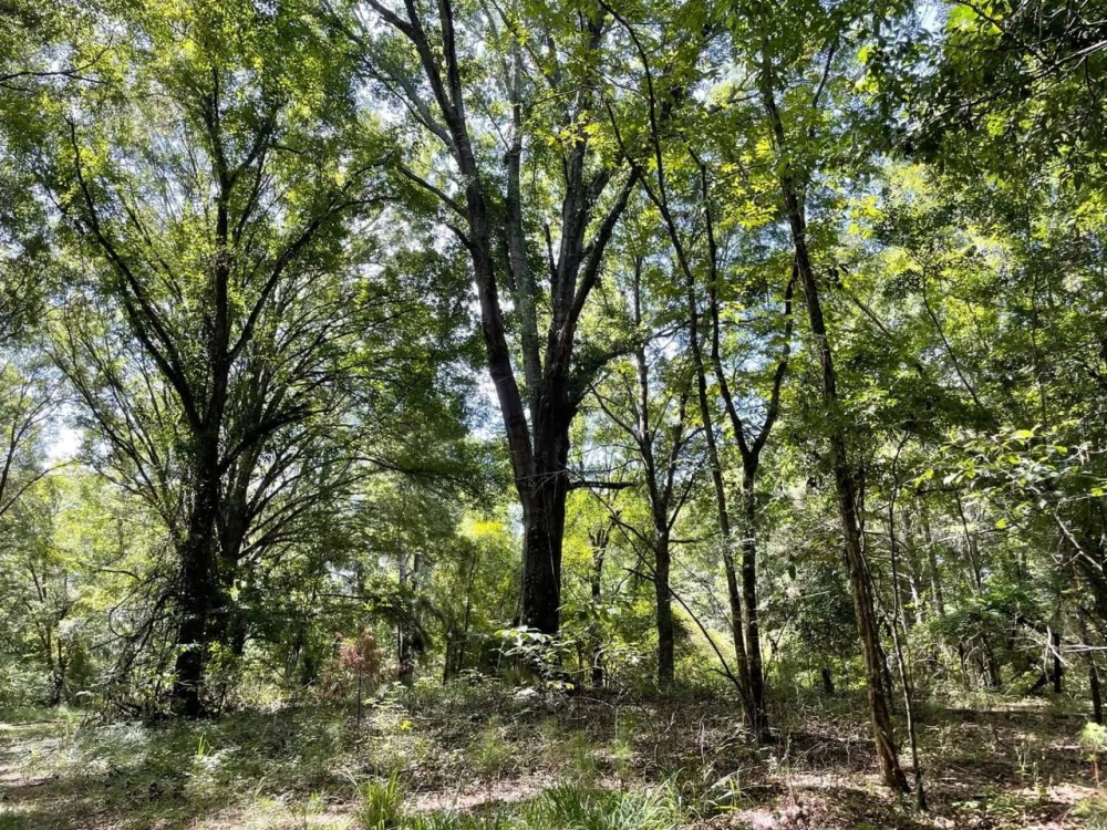 The perfect Blackbelt hunting tract featured image