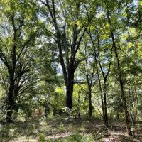 The perfect Blackbelt hunting tract