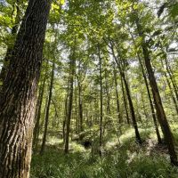 The perfect Blackbelt hunting tract images 5