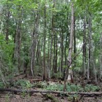Hidden Lake Preserve images 3