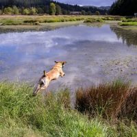 Retriever Valley Farm images 2