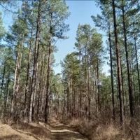 1230 Acres With Four Cabins in Tallahatchie Grenada County in Cascilla MS images 3