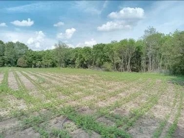 37 Acres in Sunflower County in Indianola MS featured image
