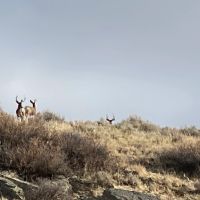 Two Bear Cow Camp Hunting Ranch images 4