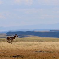 Two Bear Cow Camp Hunting Ranch images 5