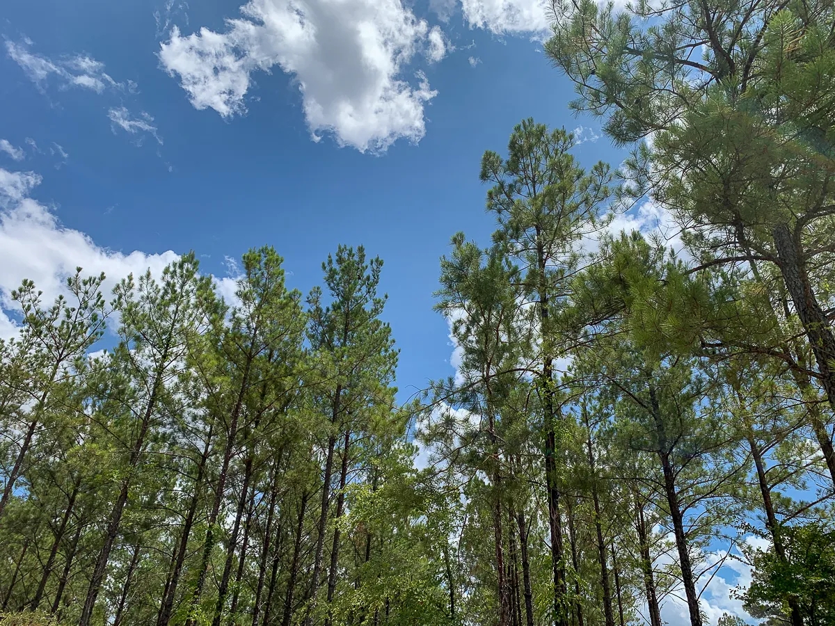 240 Acres The Game Preserve Hunting Land for Sale HuntingLocator