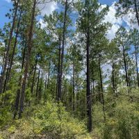 240 Acres The Game Preserve images 4