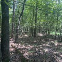 COLLINSTON 61 images 4