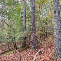 67-044-sipsey-river-overlook images 5