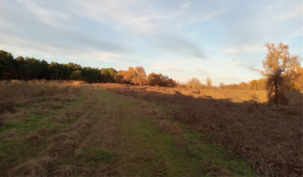 76 Acres in Tallahatchie County in Grenada MS Hunting Land for Sale