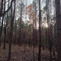 76 Acres in Tallahatchie County in Grenada MS images 4