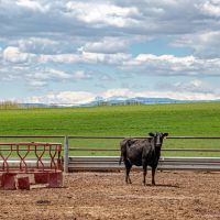 Bull Ridge Farms and Water