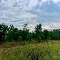 50 - acres Turn Key Hunting Tract in Tensas Parish with CRP Income