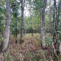 50 - acres Turn Key Hunting Tract in Tensas Parish with CRP Income images 2