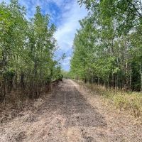 50 - acres Turn Key Hunting Tract in Tensas Parish with CRP Income images 4
