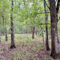 50 - acres Turn Key Hunting Tract in Tensas Parish with CRP Income images 5