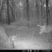 Hunting Land For Sale in East Baton Rouge Parish 178 Acres