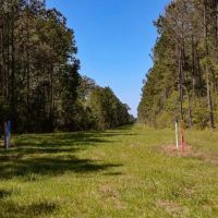 Hunting Land For Sale in East Baton Rouge Parish 178 Acres images 2