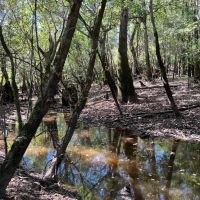 Big Ocmulgee River Deer and Duck Paradise images 2