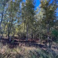 9.37 acres - of towering Hardwoods and Pines Salem School district