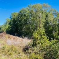 9.37 acres - of towering Hardwoods and Pines Salem School district images 3
