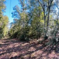 9.37 acres - of towering Hardwoods and Pines Salem School district images 4