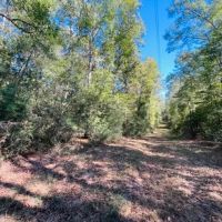 9.37 acres - of towering Hardwoods and Pines Salem School district images 5