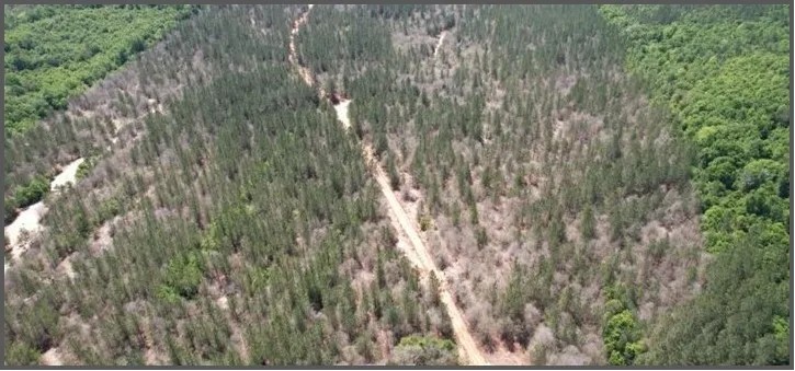 80 Acres in Jasper Clarke County in Vossburg MS featured image