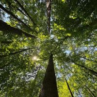 MARKET BASED PRICE IMPROVEMENT 16.18 Acre Homesite and Recreational Land for Sale in Orange County NC images 5