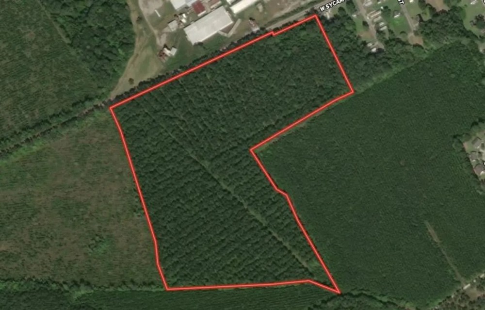 40 ac - Hunting and Timber Land for Sale in Bertie County NC featured image