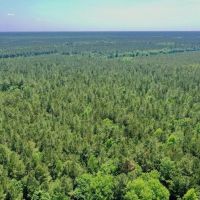 40 ac - Hunting and Timber Land for Sale in Bertie County NC images 2