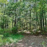 40 ac - Hunting and Timber Land for Sale in Bertie County NC images 3